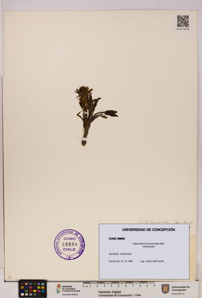 Hypochaeris taraxacoides [Espécimen: UDEC:CONC:0089609]
