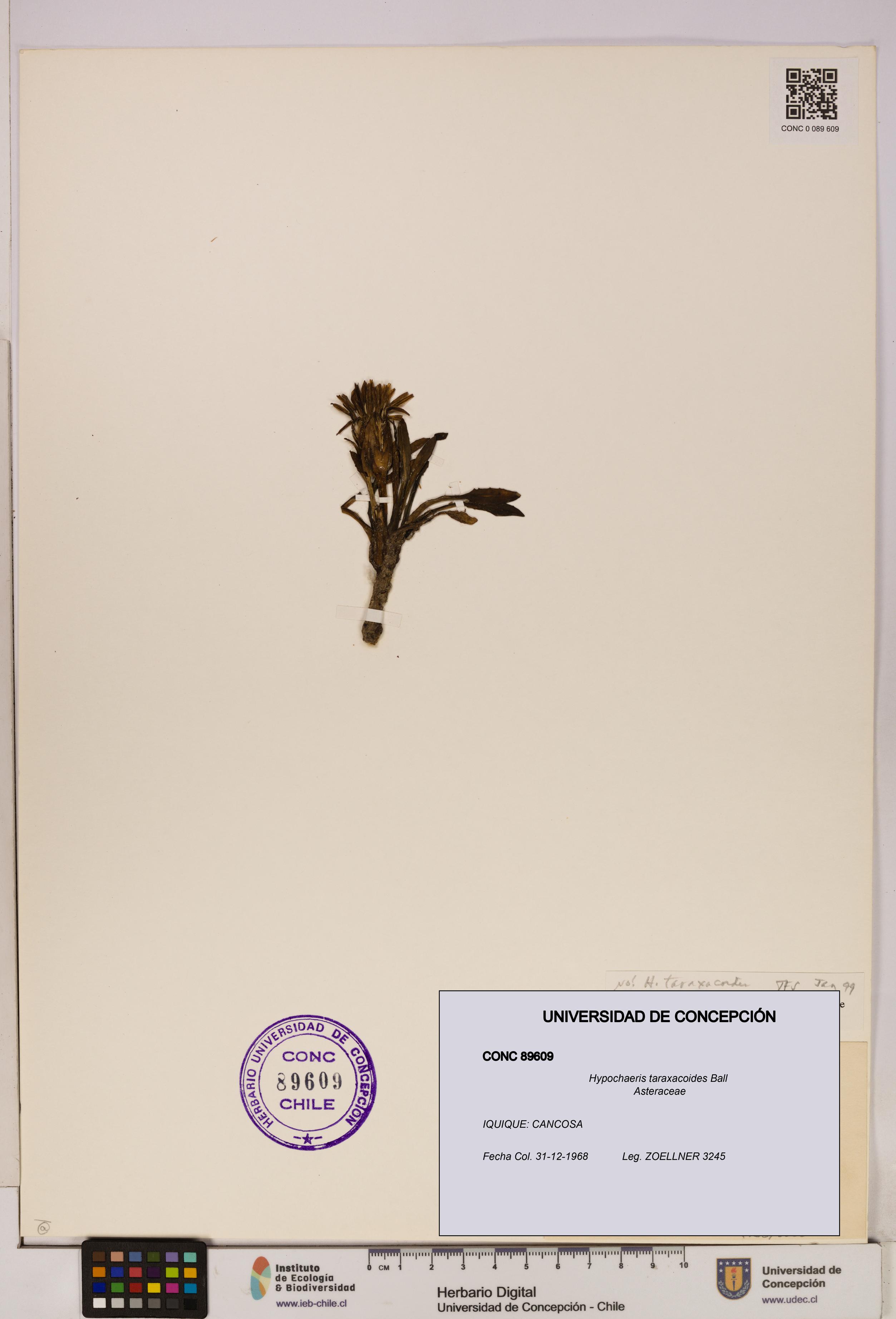 Hypochaeris taraxacoides [Espécimen: UDEC:CONC:0089609]