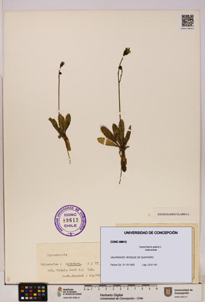 Hypochaeris glabra [Espécimen: UDEC:CONC:0089612]