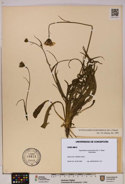 Hypochaeris scorzonerae [Espécimen: UDEC:CONC:0089613]