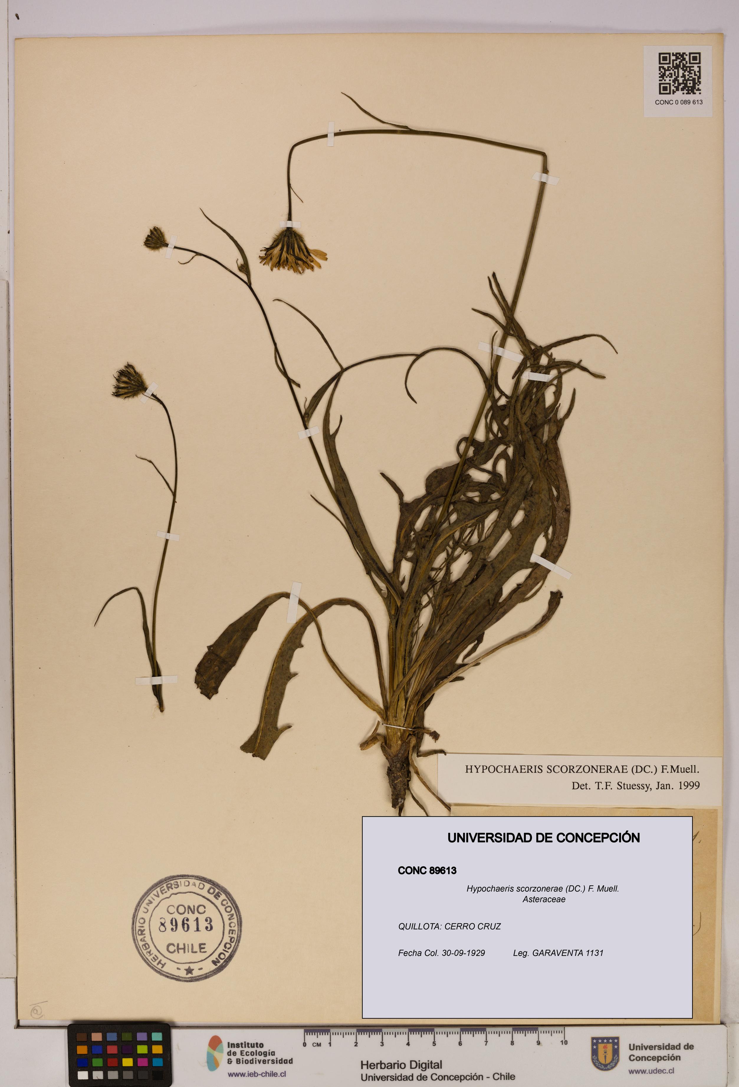 Hypochaeris scorzonerae [Espécimen: UDEC:CONC:0089613]