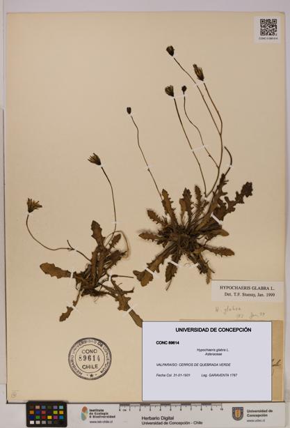 Hypochaeris glabra [Espécimen: UDEC:CONC:0089614]