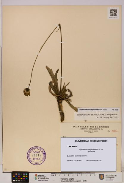 Hypochaeris apargioides [Espécimen: UDEC:CONC:0089615]