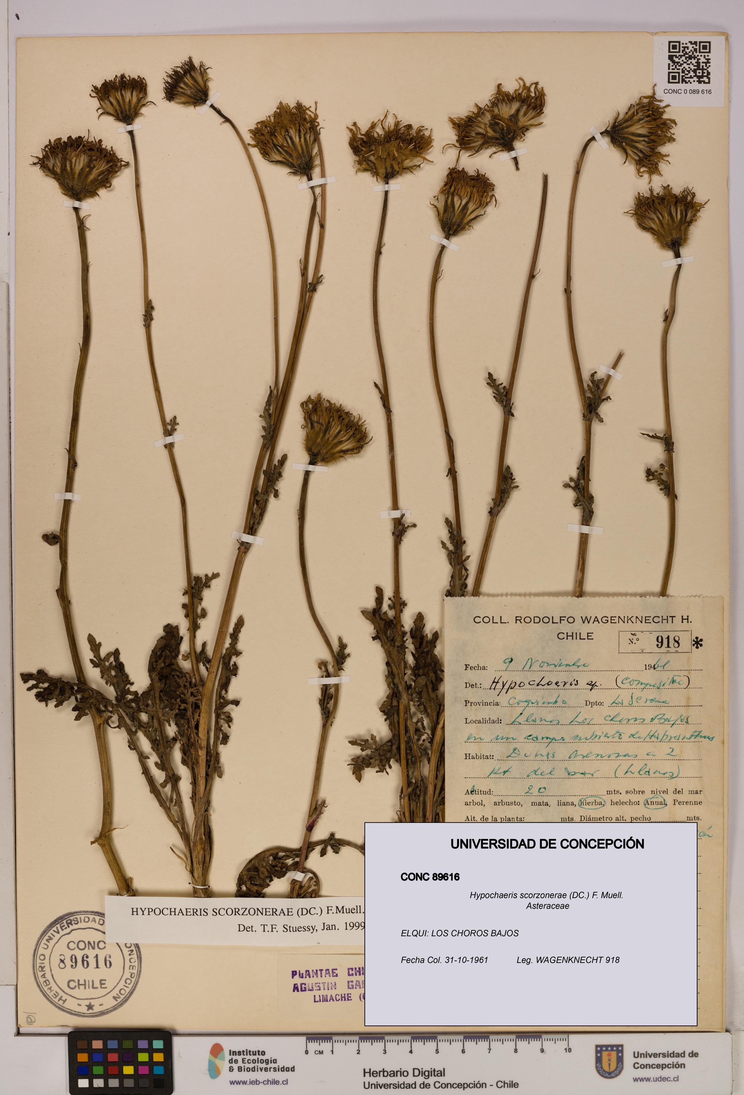 Hypochaeris scorzonerae [Espécimen: UDEC:CONC:0089616]