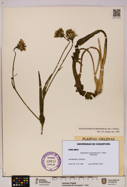 Hypochaeris scorzonerae [Espécimen: UDEC:CONC:0089618]