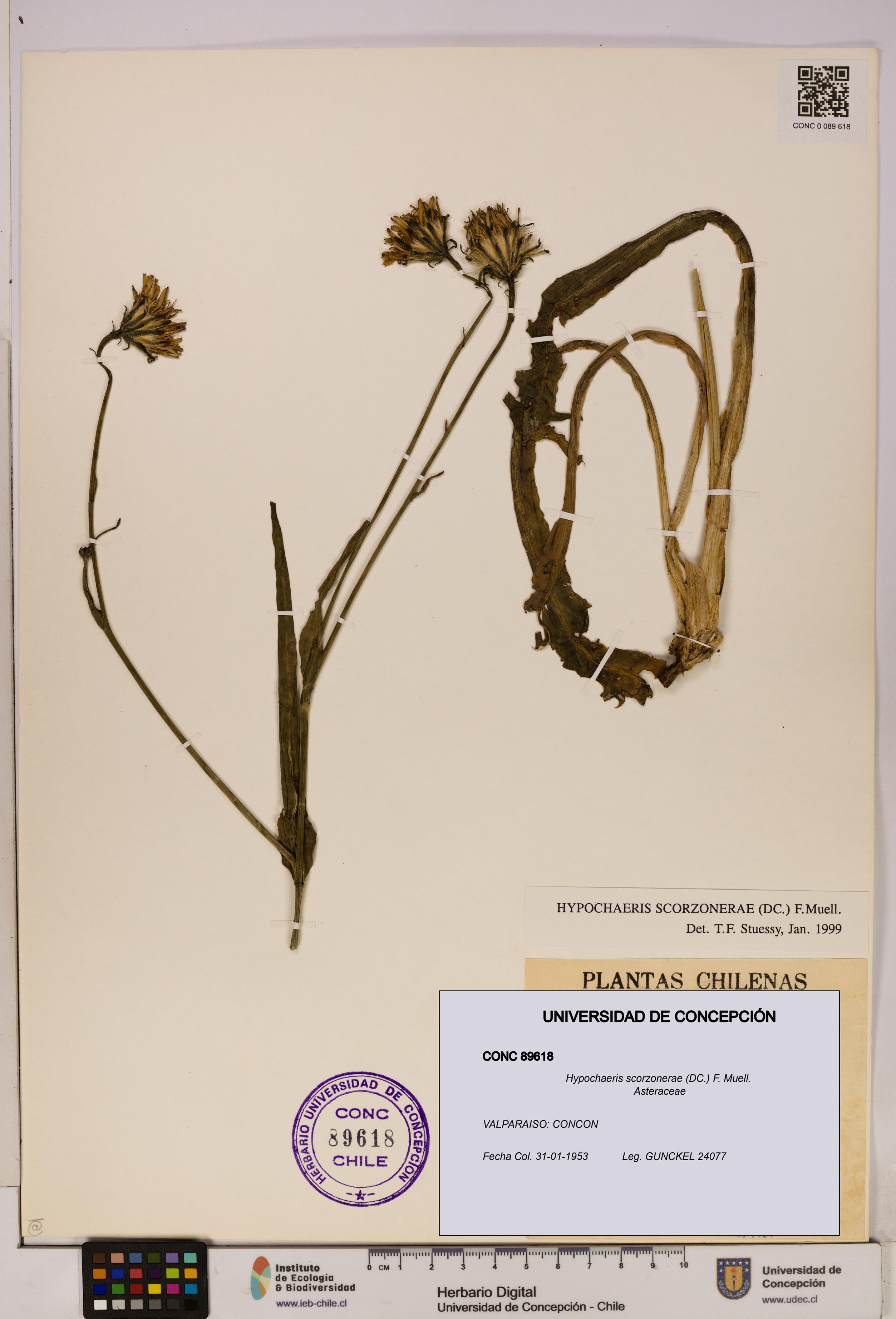 Hypochaeris scorzonerae [Espécimen: UDEC:CONC:0089618]