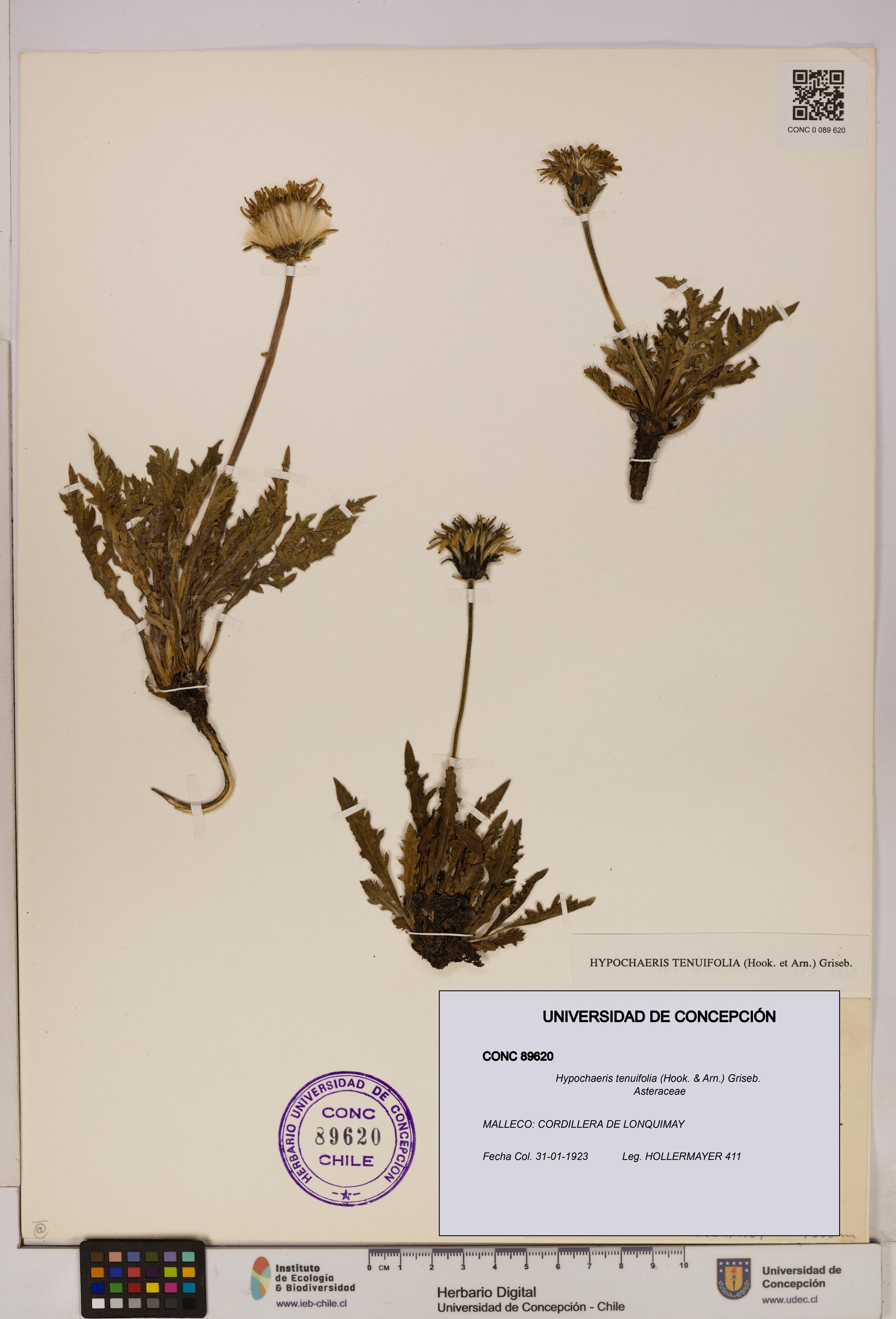 Hypochaeris tenuifolia [Espécimen: UDEC:CONC:0089620]