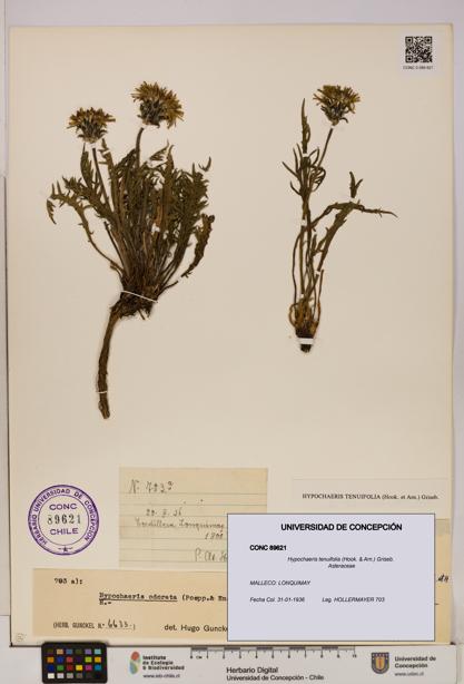 Hypochaeris tenuifolia [Espécimen: UDEC:CONC:0089621]