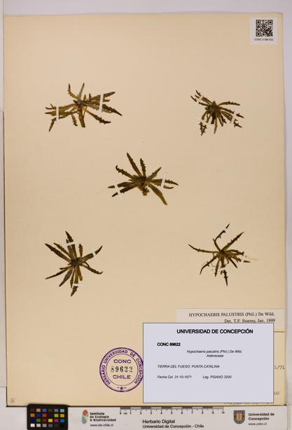 Hypochaeris palustris [Espécimen: UDEC:CONC:0089622]