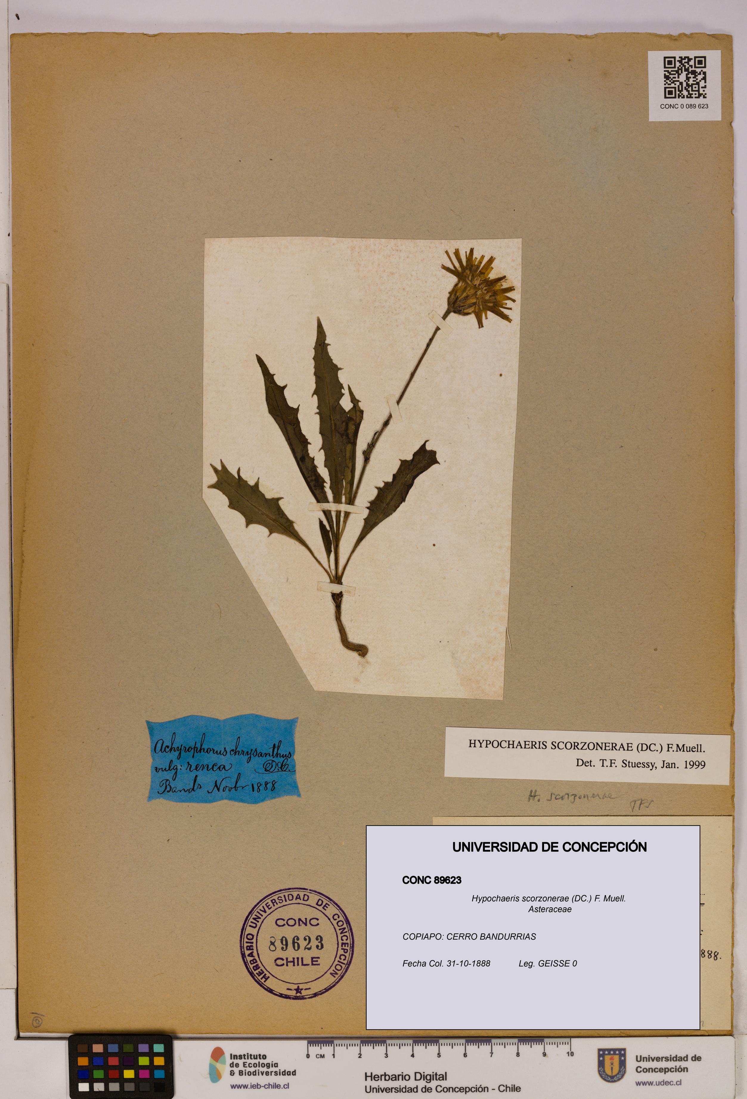 Hypochaeris scorzonerae [Espécimen: UDEC:CONC:0089623]