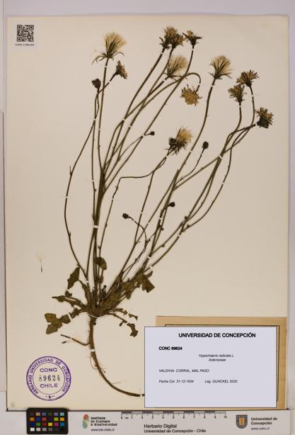 Hypochaeris radicata [Espécimen: UDEC:CONC:0089624]