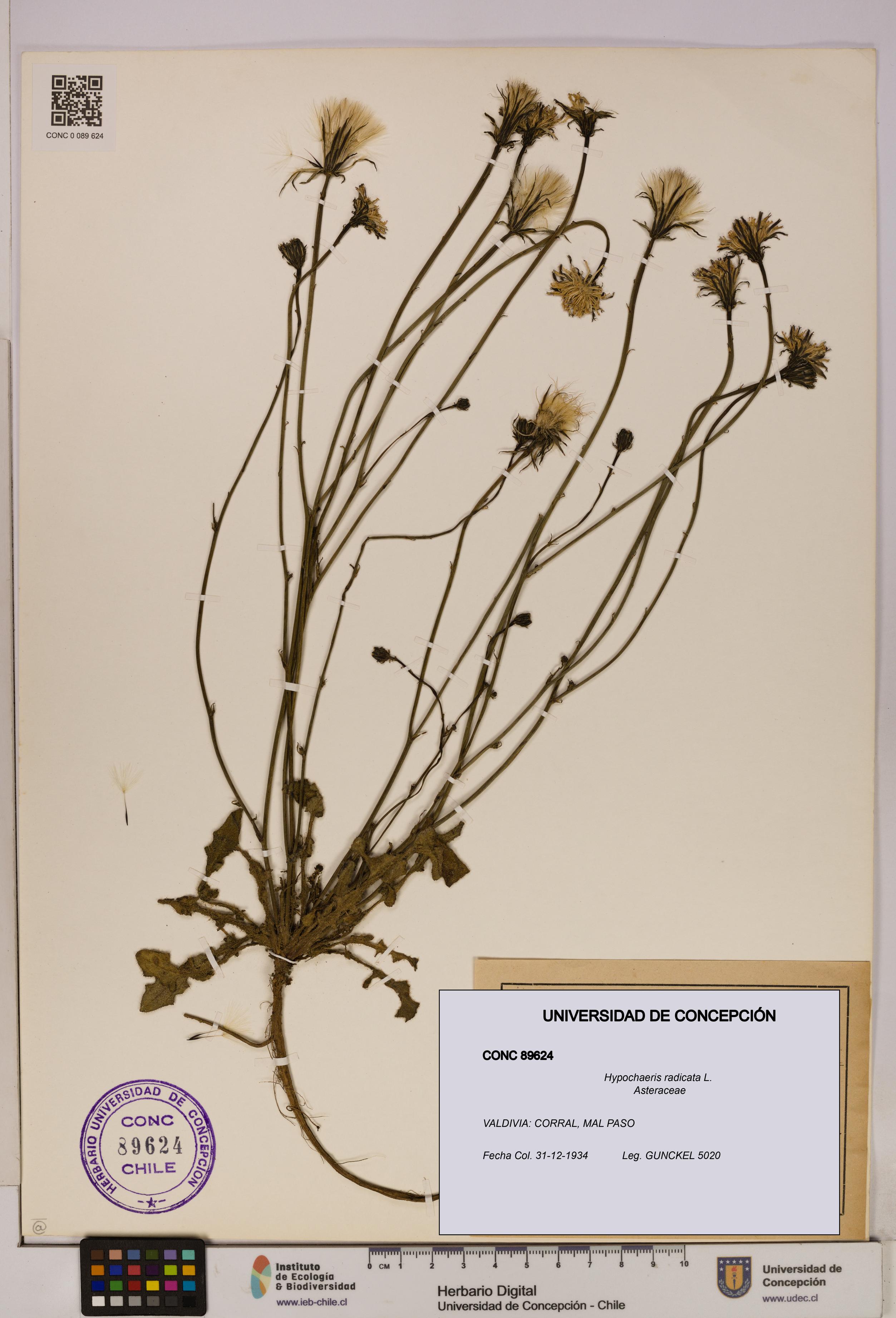 Hypochaeris radicata [Espécimen: UDEC:CONC:0089624]