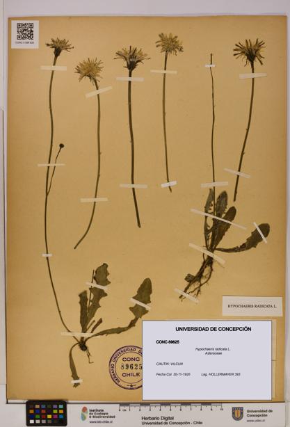 Hypochaeris radicata [Espécimen: UDEC:CONC:0089625]