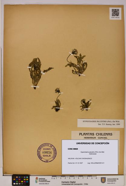 Hypochaeris palustris [Espécimen: UDEC:CONC:0089626]