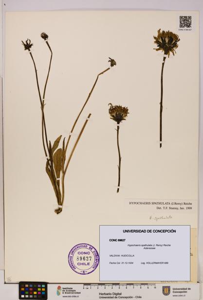 Hypochaeris spathulata [Espécimen: UDEC:CONC:0089627]