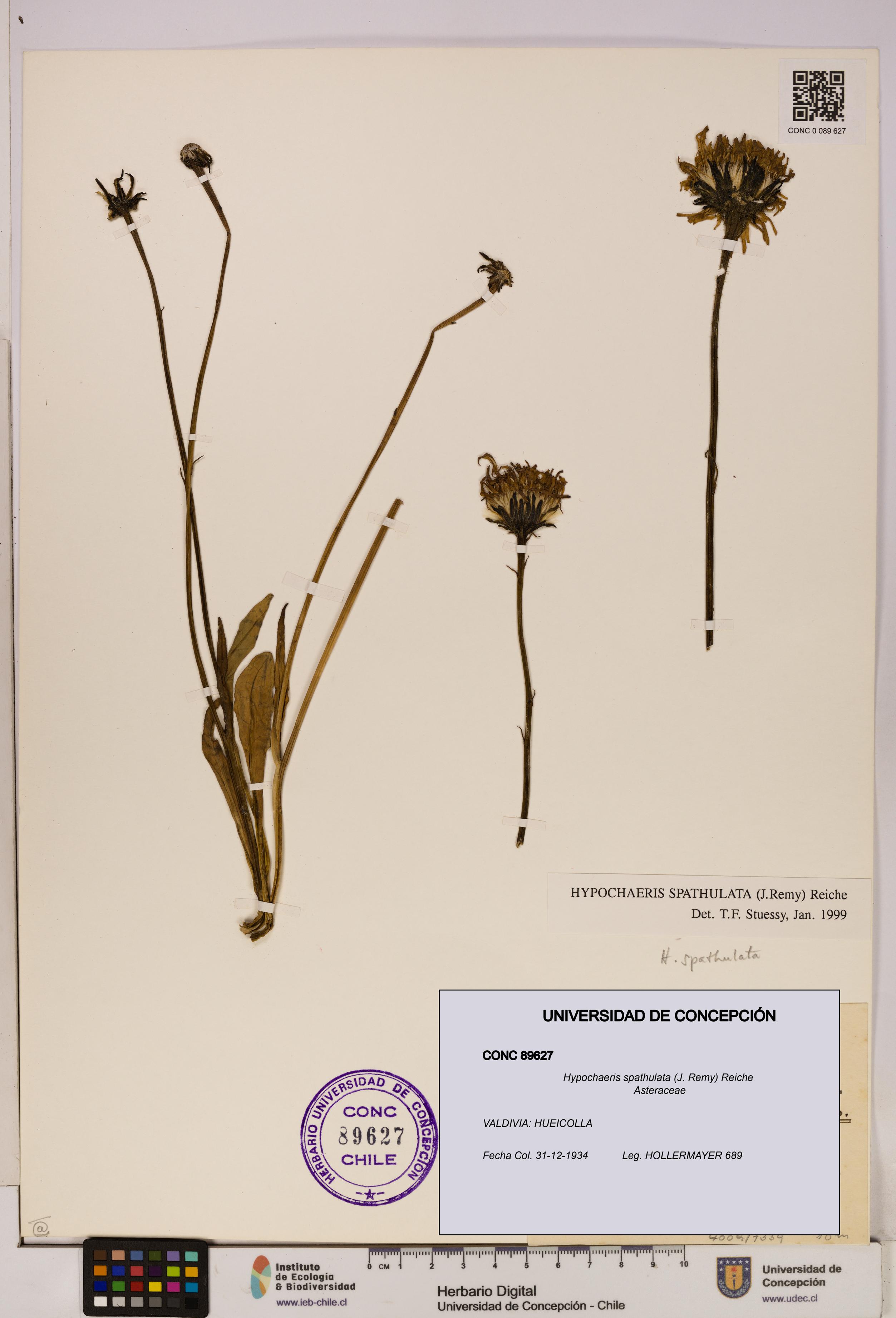 Hypochaeris spathulata [Espécimen: UDEC:CONC:0089627]