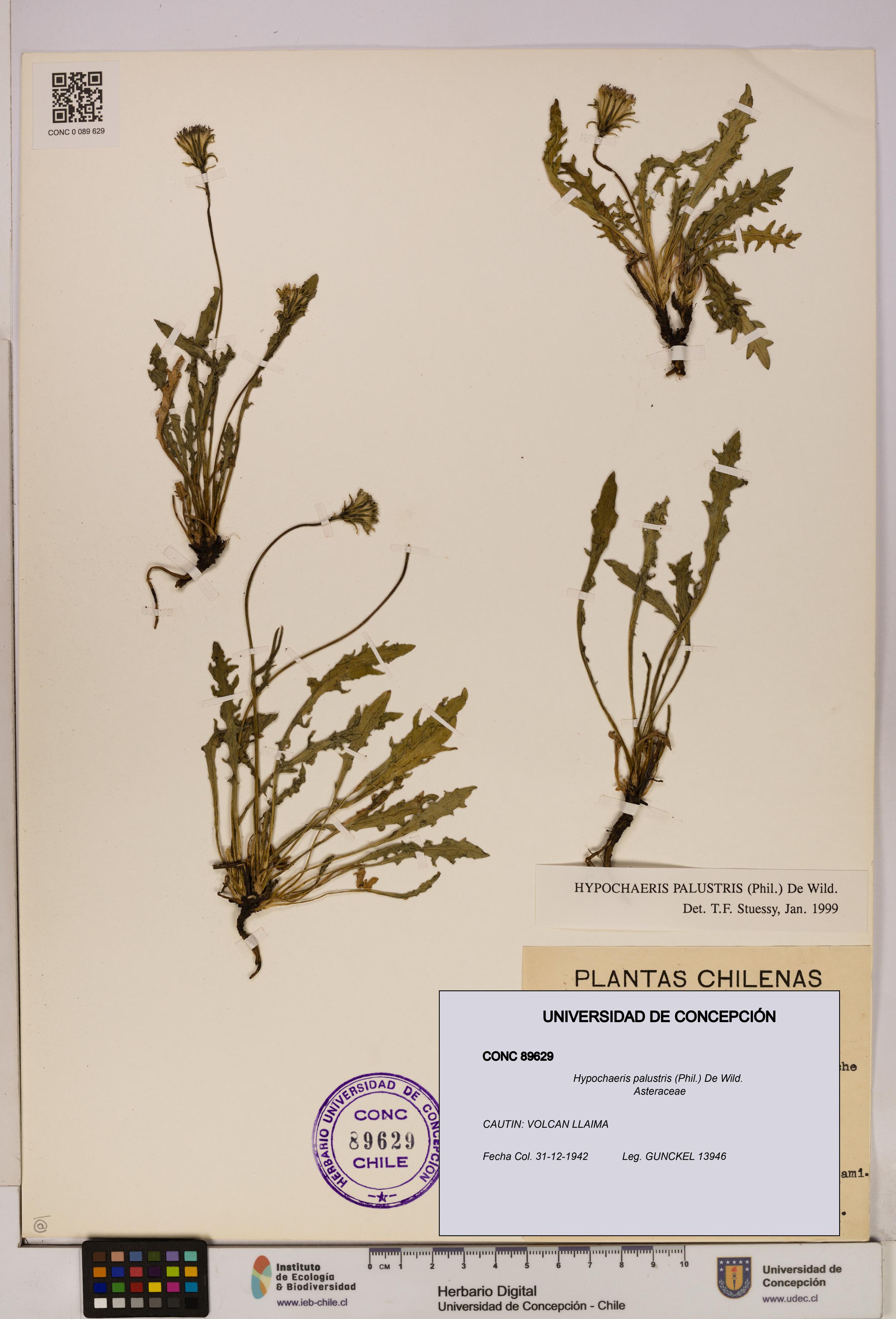 Hypochaeris palustris [Espécimen: UDEC:CONC:0089629]