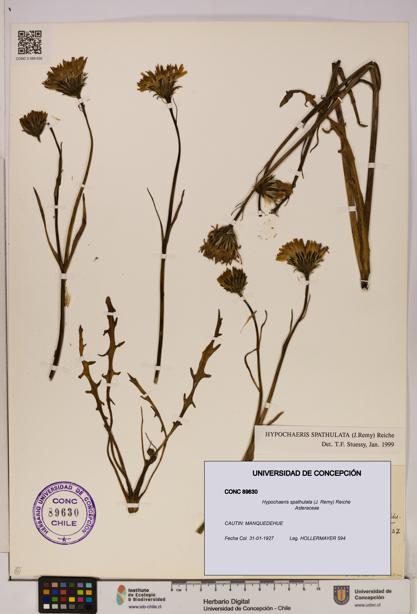 Hypochaeris spathulata [Espécimen: UDEC:CONC:0089630]