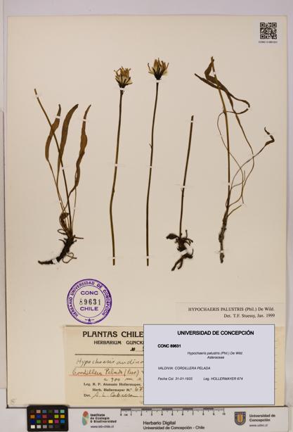 Hypochaeris palustris [Espécimen: UDEC:CONC:0089631]