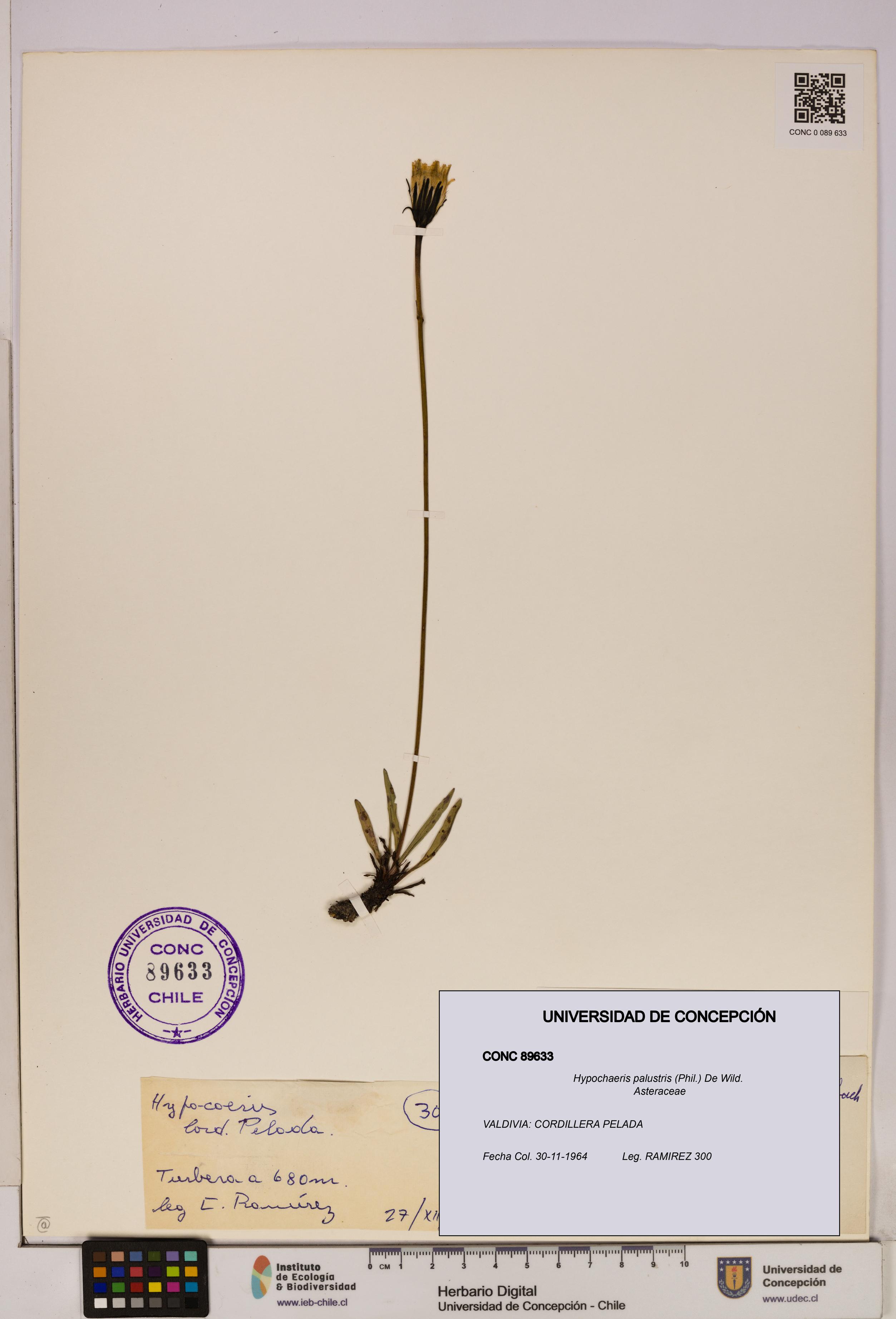 Hypochaeris palustris [Espécimen: UDEC:CONC:0089633]