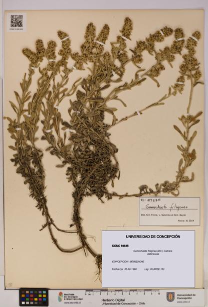 Gamochaeta filaginea [Espécimen: UDEC:CONC:0089635]