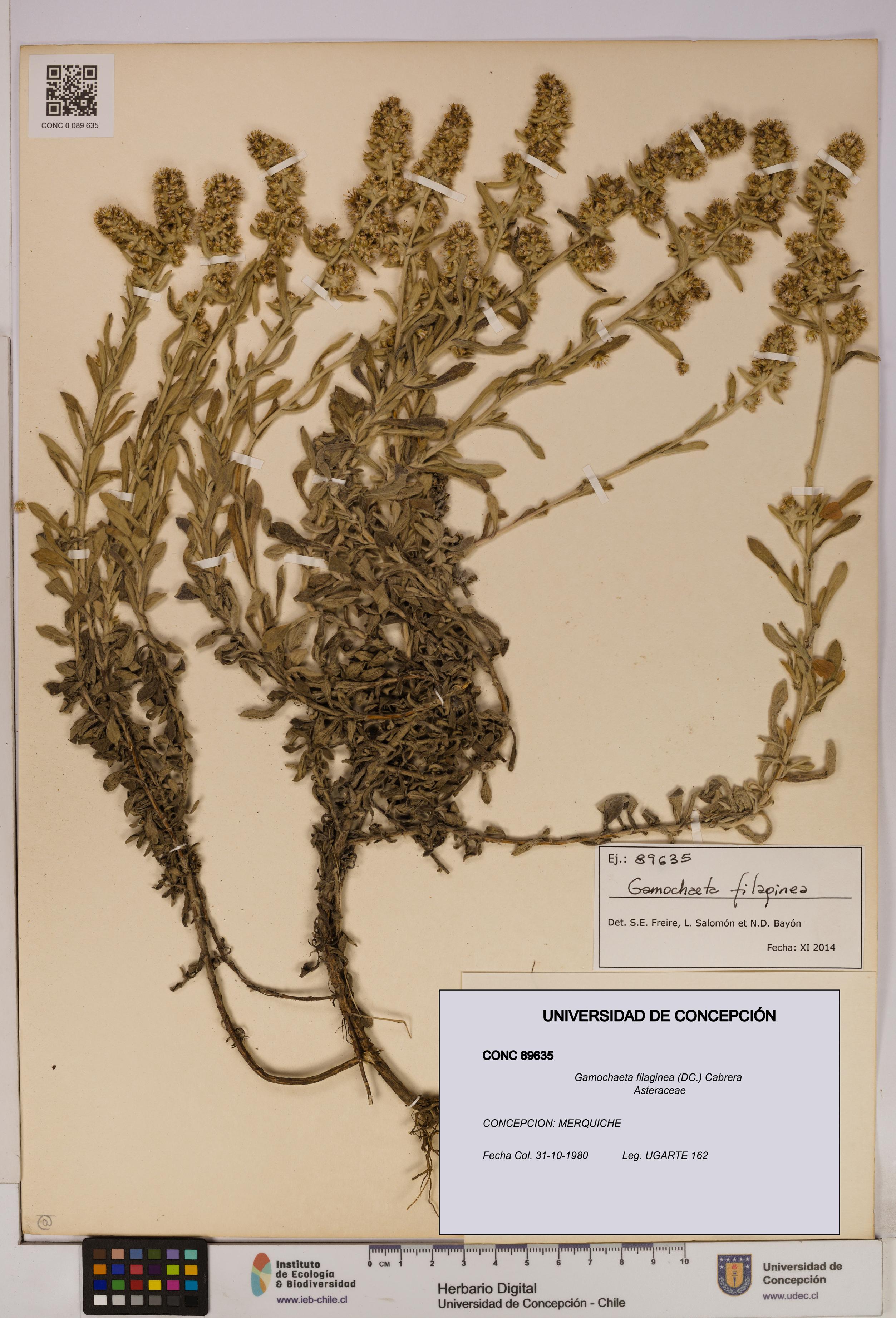 Gamochaeta filaginea [Espécimen: UDEC:CONC:0089635]