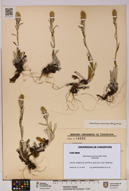 Gamochaeta americana [Espécimen: UDEC:CONC:0089636]