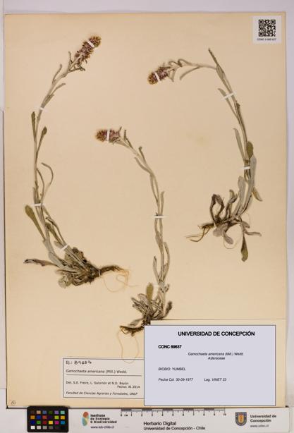 Gamochaeta americana [Espécimen: UDEC:CONC:0089637]