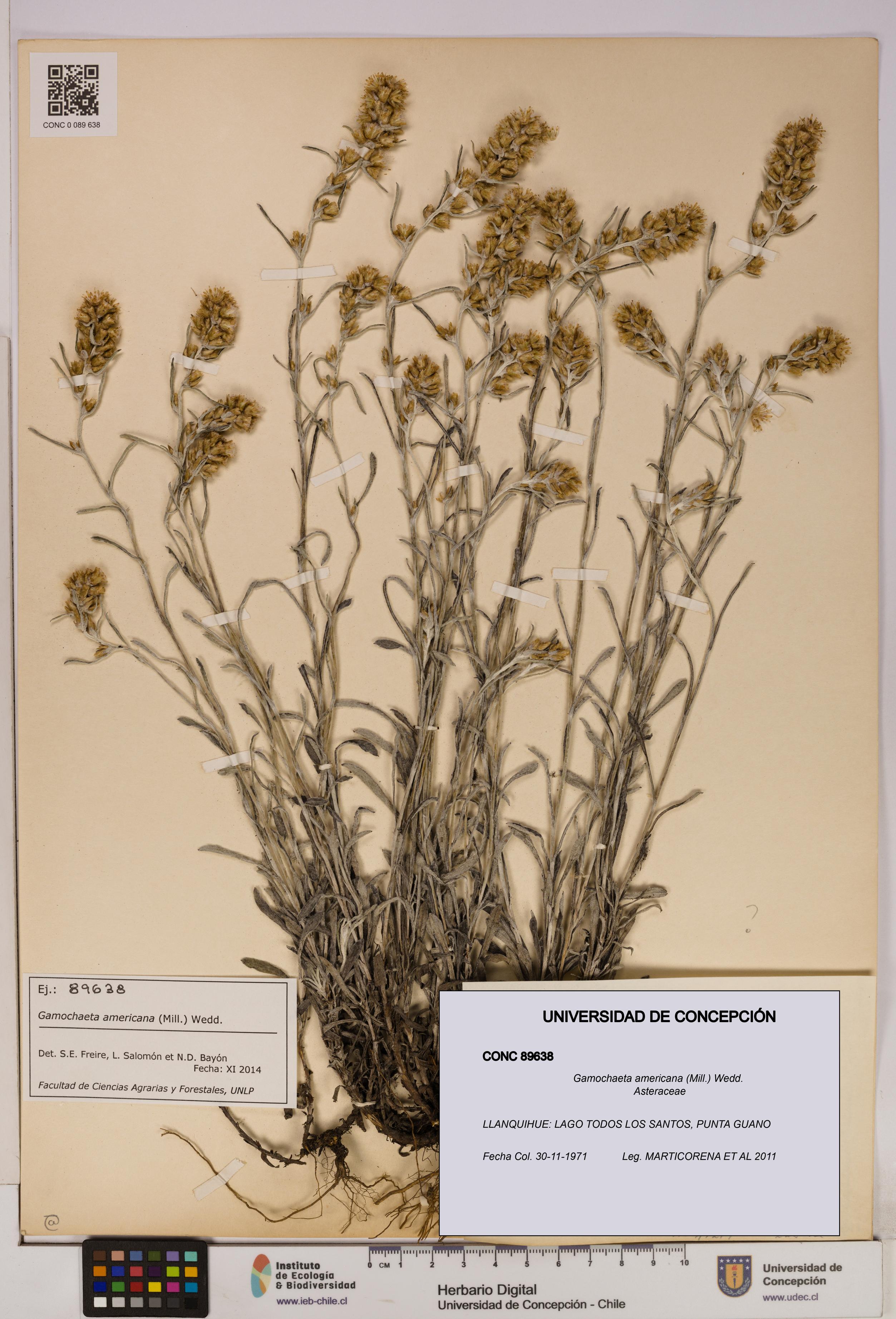 Gamochaeta americana [Espécimen: UDEC:CONC:0089638]