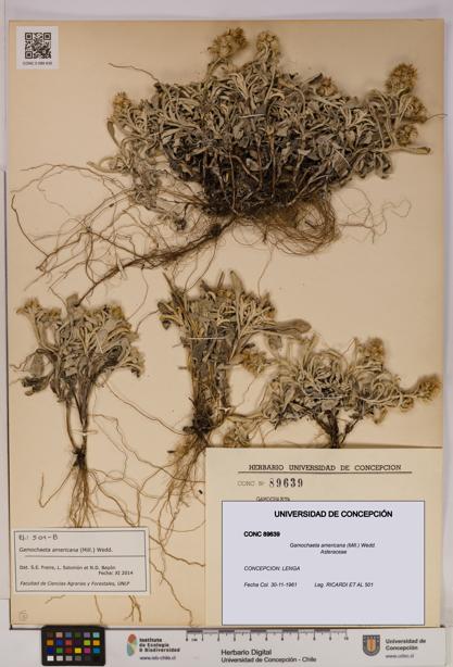 Gamochaeta americana [Espécimen: UDEC:CONC:0089639]