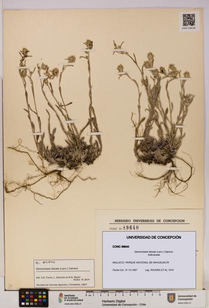 Gamochaeta falcata [Espécimen: UDEC:CONC:0089640]