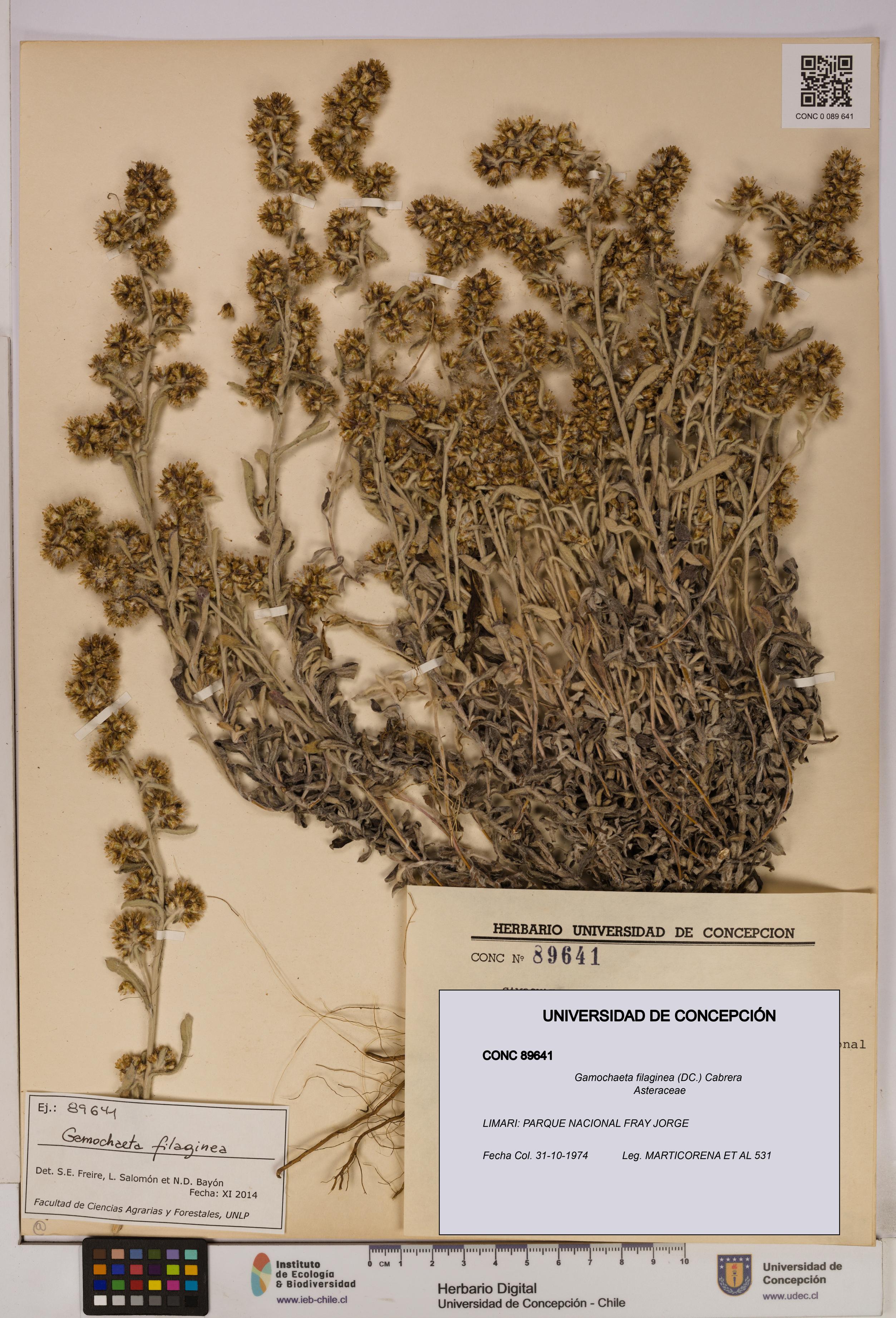 Gamochaeta filaginea [Espécimen: UDEC:CONC:0089641]