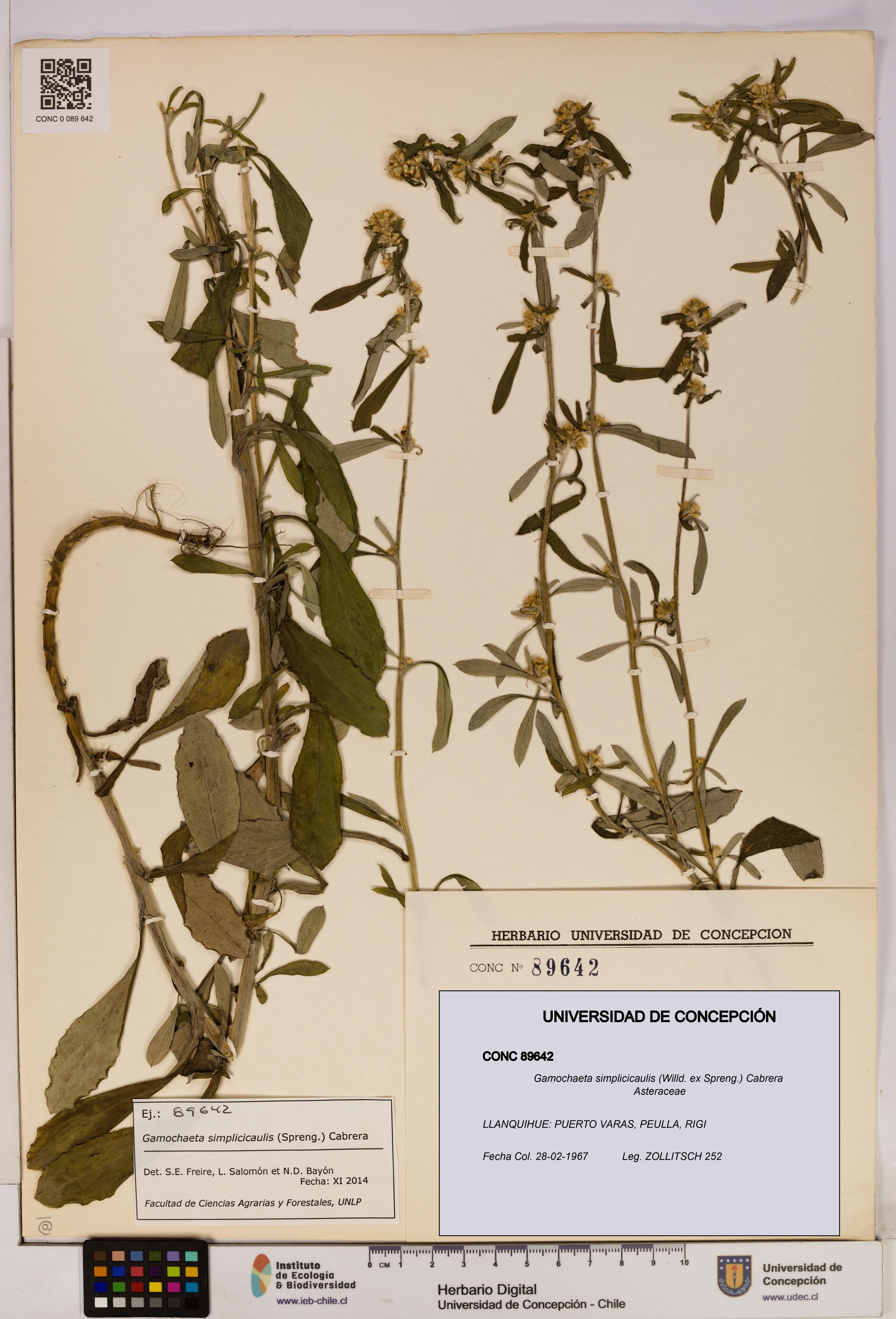 Gamochaeta simplicicaulis [Espécimen: UDEC:CONC:0089642]