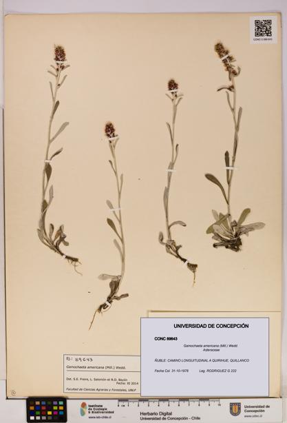 Gamochaeta americana [Espécimen: UDEC:CONC:0089643]