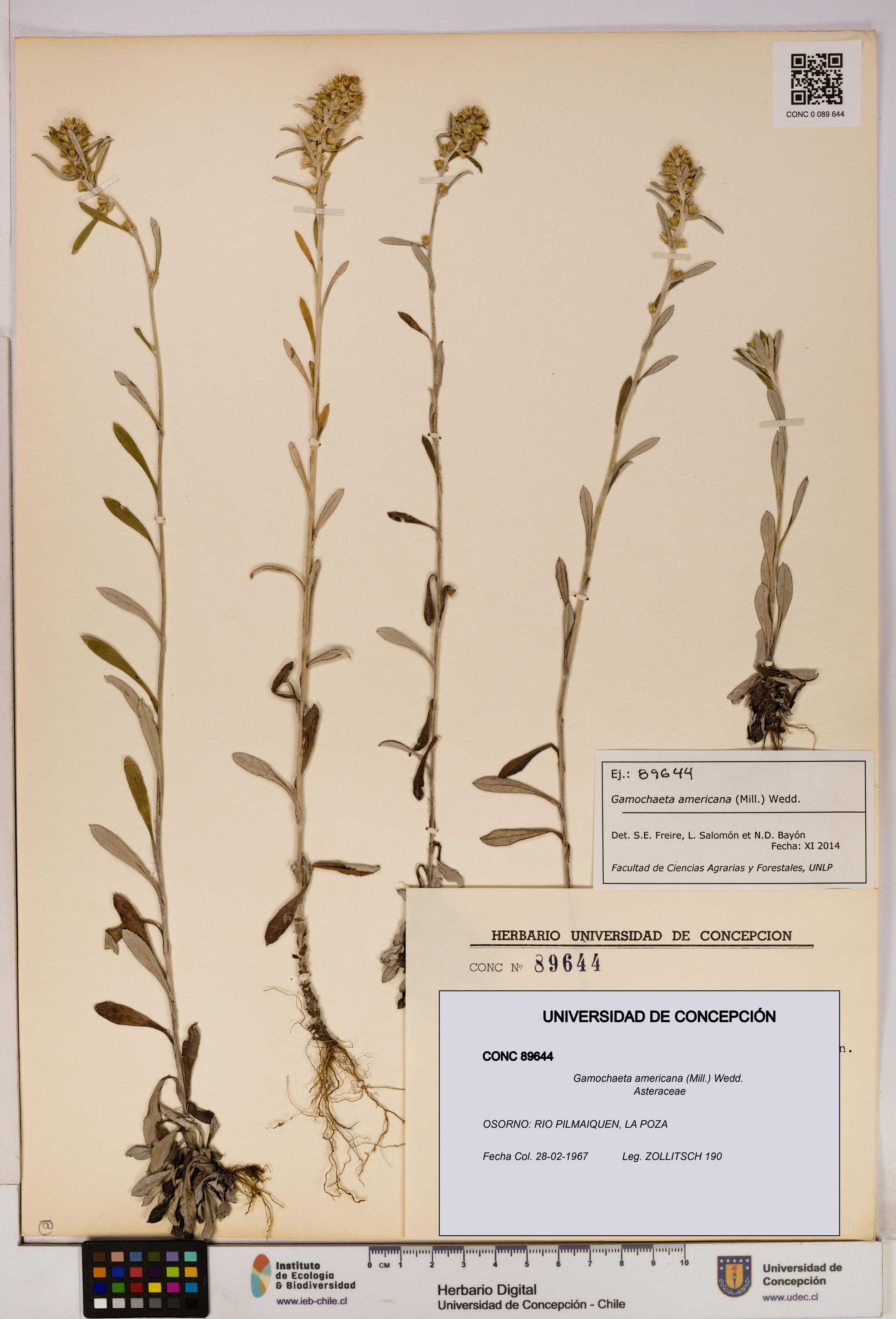 Gamochaeta americana [Espécimen: UDEC:CONC:0089644]