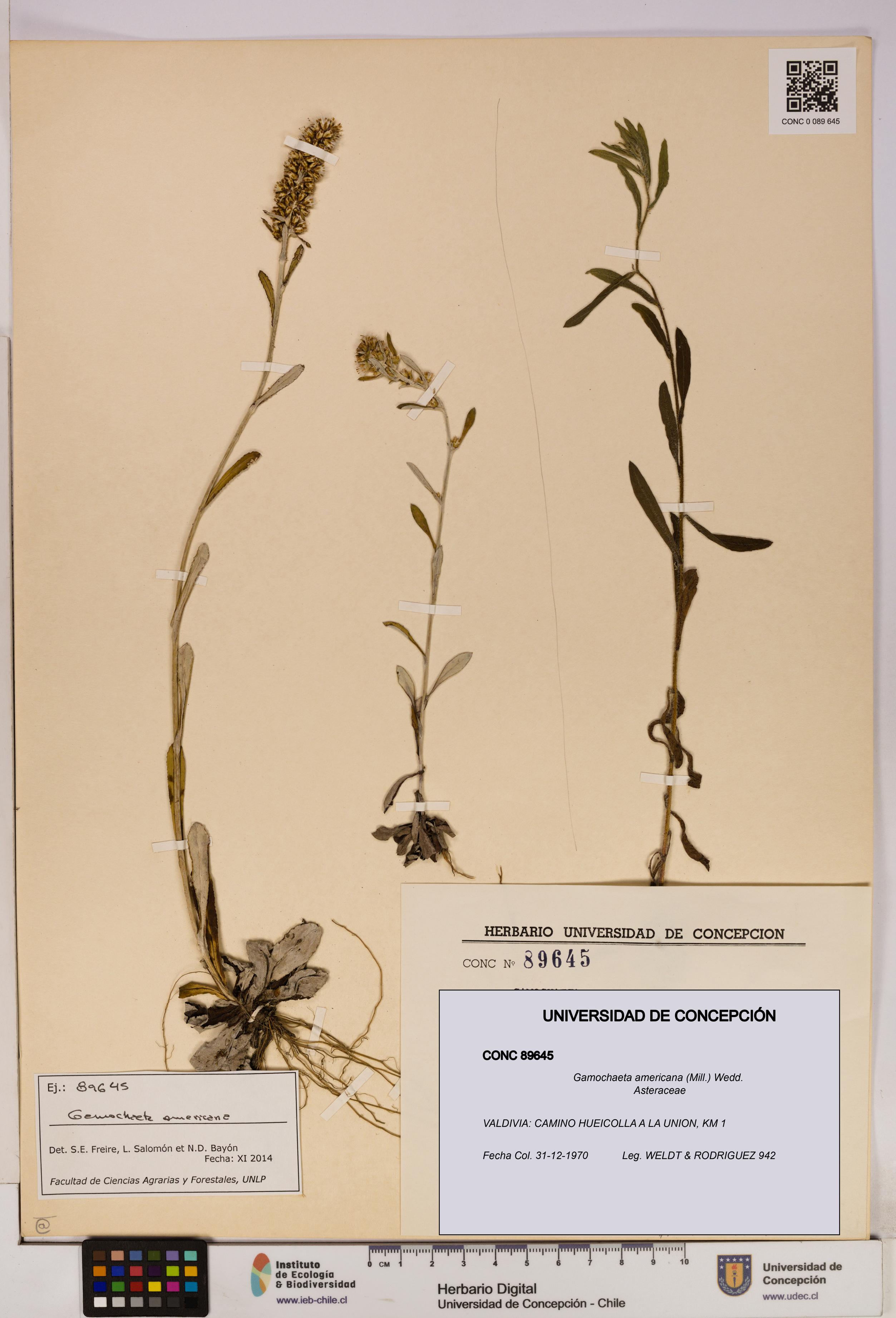 Gamochaeta americana [Espécimen: UDEC:CONC:0089645]