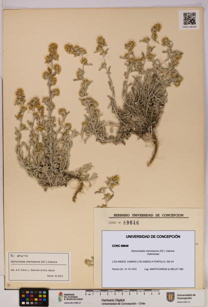 Gamochaeta chamissonis [Espécimen: UDEC:CONC:0089646]