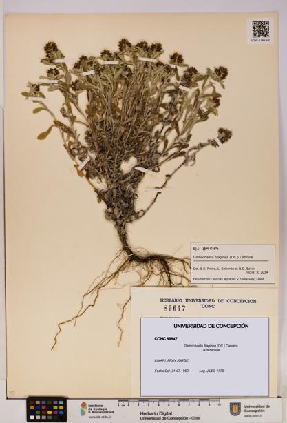 Gamochaeta filaginea [Espécimen: UDEC:CONC:0089647]