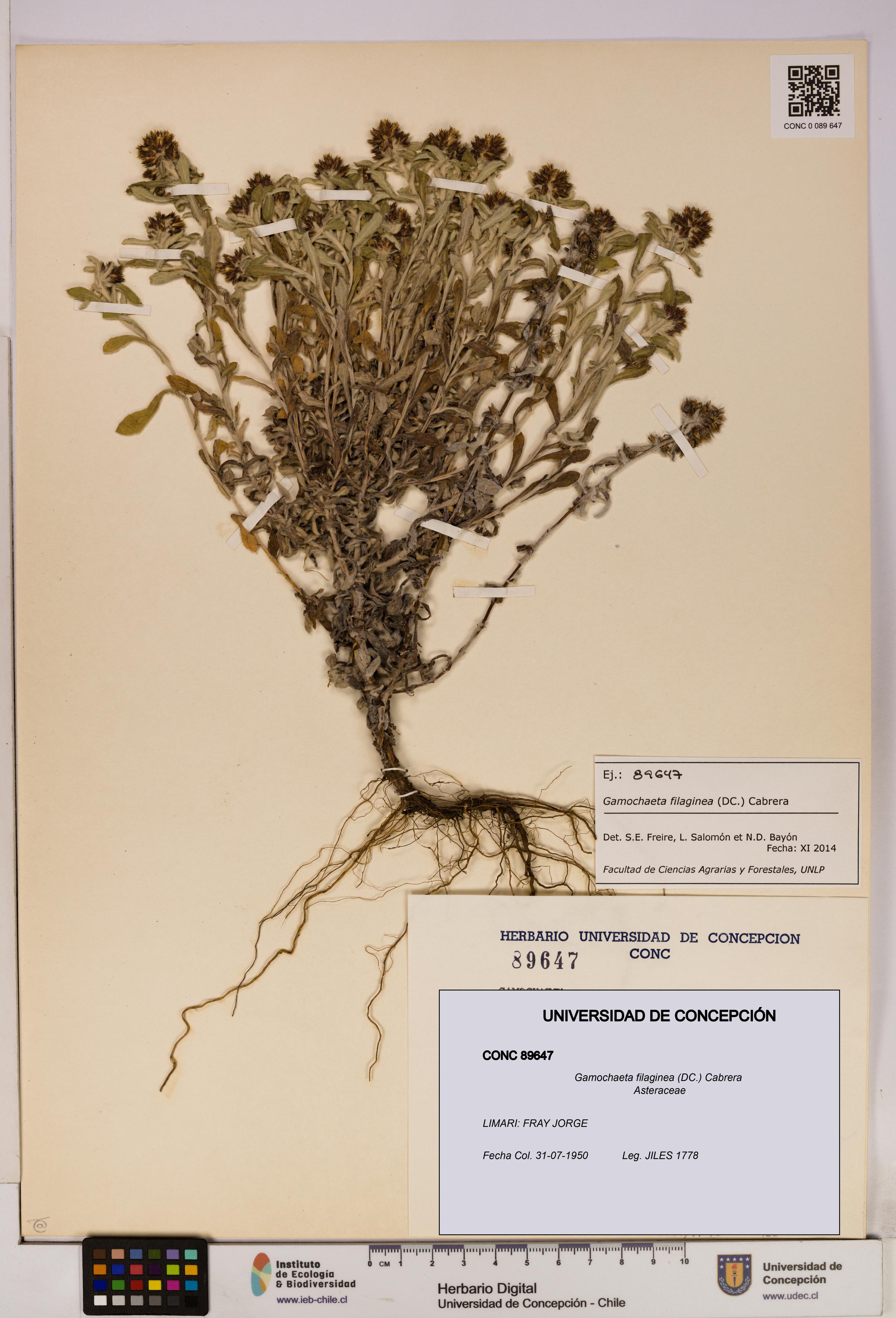 Gamochaeta filaginea [Espécimen: UDEC:CONC:0089647]