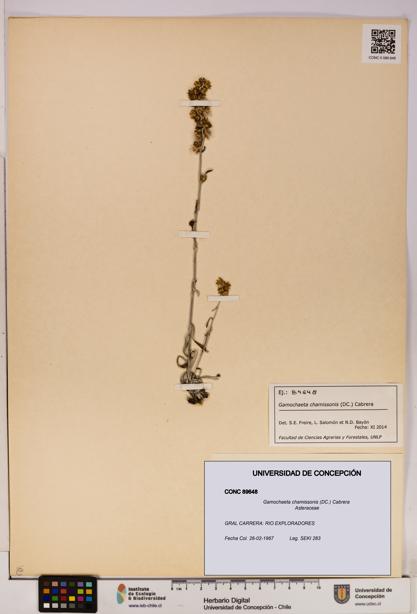 Gamochaeta chamissonis [Espécimen: UDEC:CONC:0089648]