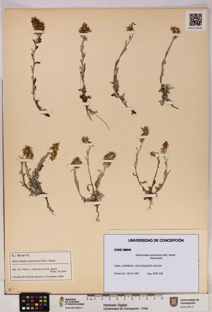 Gamochaeta americana [Espécimen: UDEC:CONC:0089649]