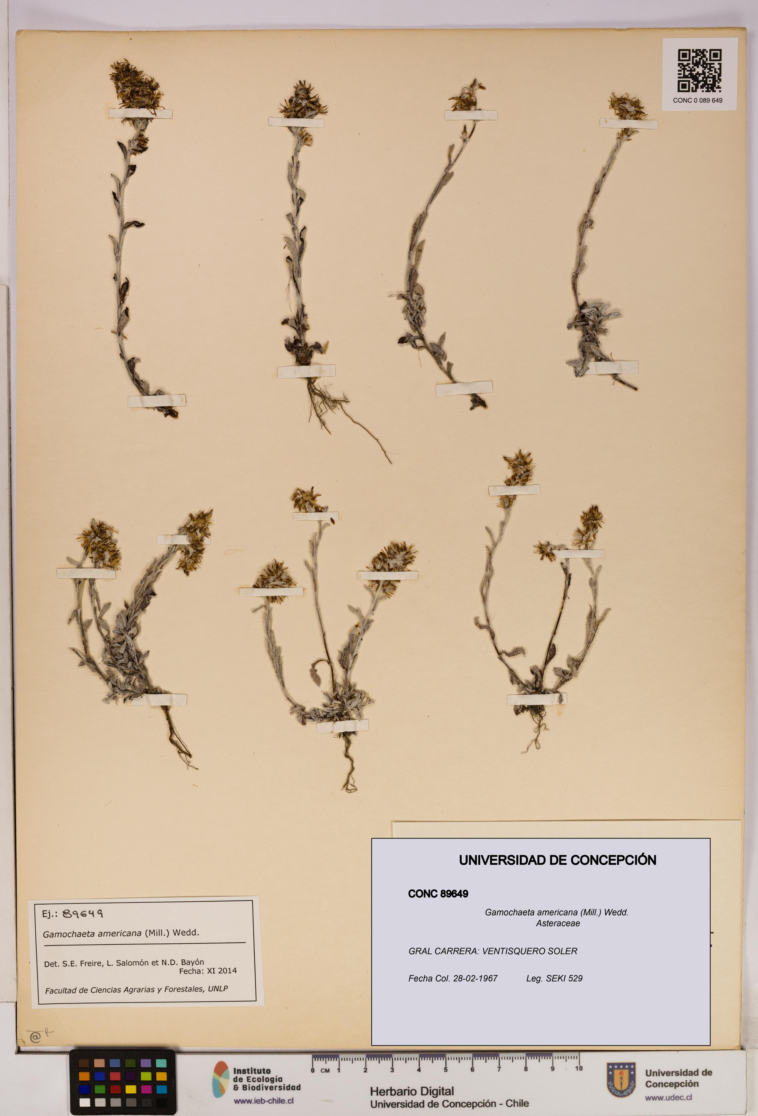 Gamochaeta americana [Espécimen: UDEC:CONC:0089649]