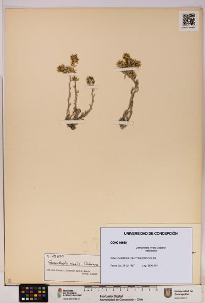 Gamochaeta nivalis [Espécimen: UDEC:CONC:0089650]