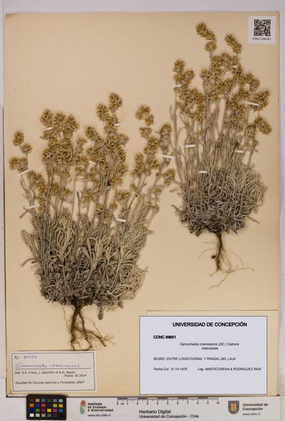 Gamochaeta chamissonis [Espécimen: UDEC:CONC:0089651]