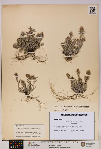 Gamochaeta deserticola [Espécimen: UDEC:CONC:0089652]