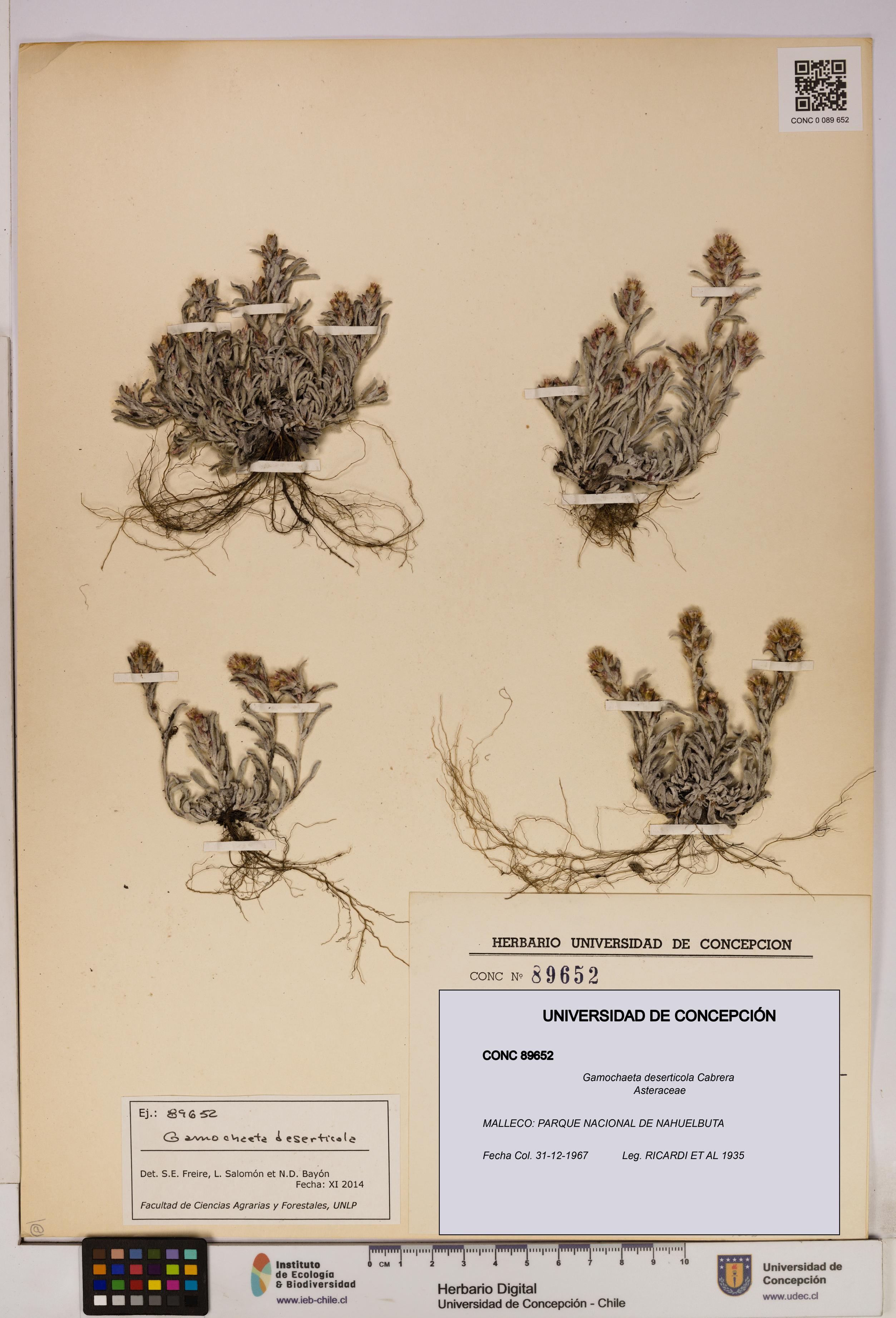 Gamochaeta deserticola [Espécimen: UDEC:CONC:0089652]