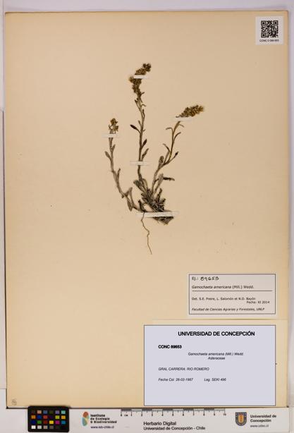 Gamochaeta americana [Espécimen: UDEC:CONC:0089653]