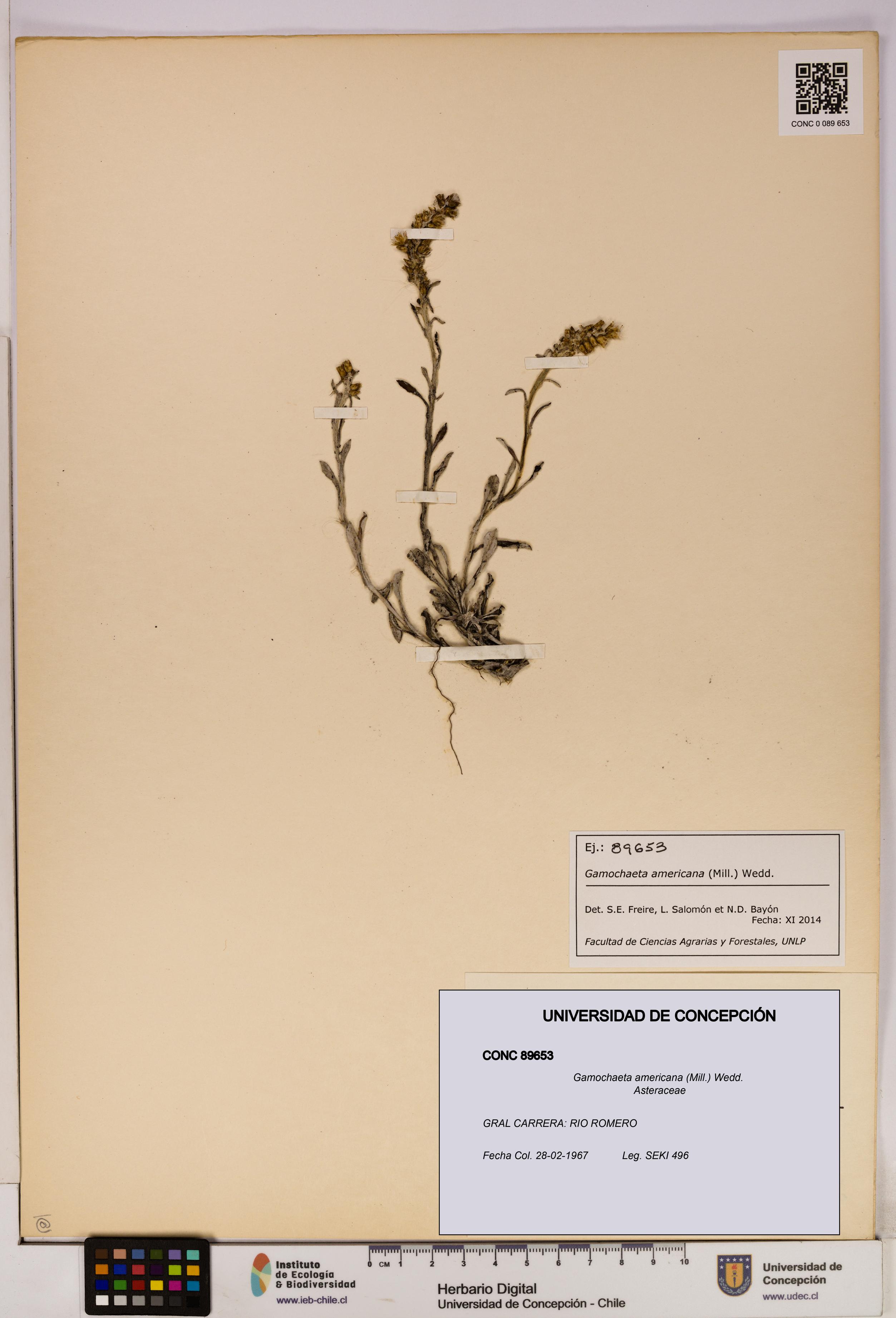 Gamochaeta americana [Espécimen: UDEC:CONC:0089653]