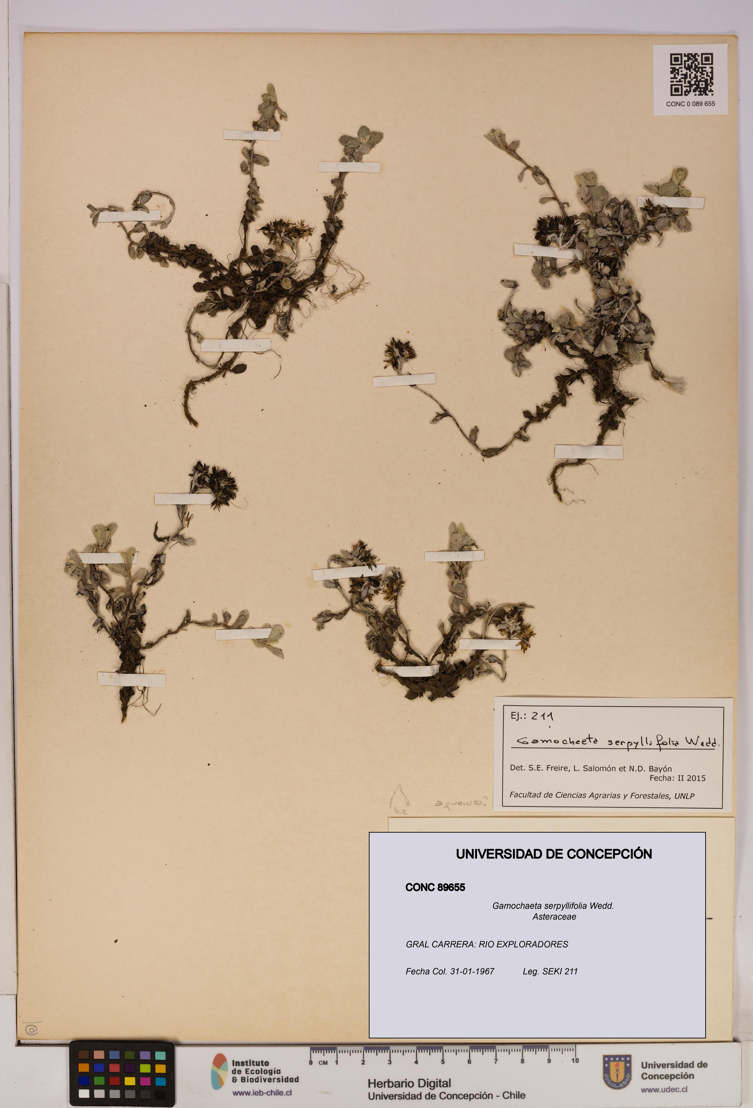 Gamochaeta serpyllifolia [Espécimen: UDEC:CONC:0089655]