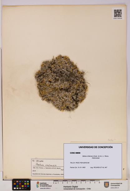 Belloa chilensis [Espécimen: UDEC:CONC:0089656]